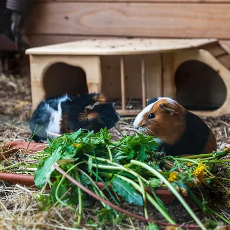 Eifel-apartments Orsfeld