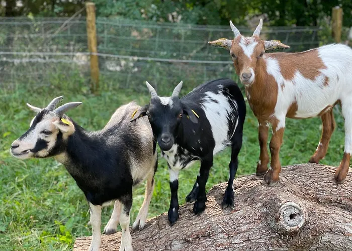 Eifel-apartments - Familienurlaub Mit Tieren & Apartament Orsfeld