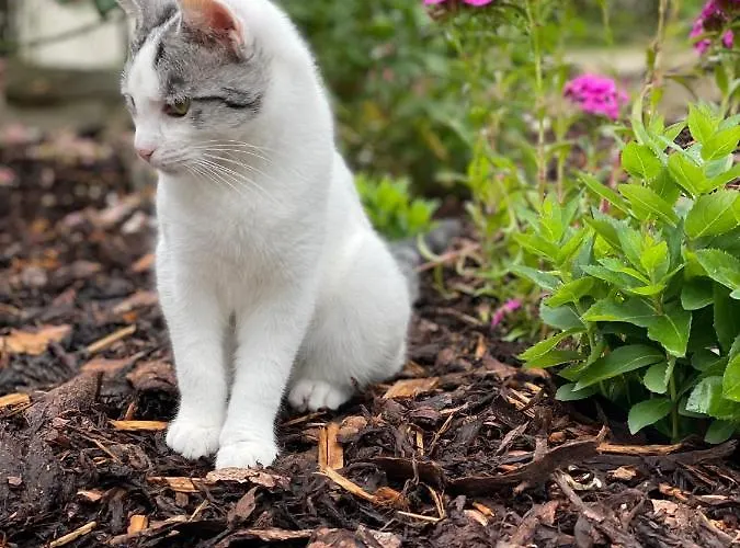 Eifel-apartments - Familienurlaub Mit Tieren & *