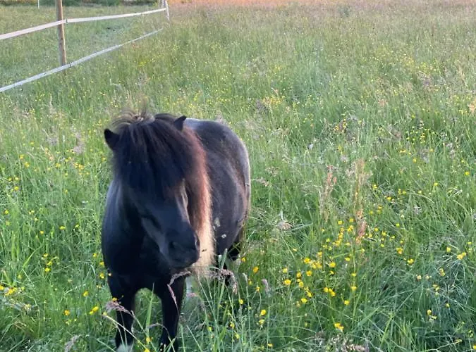 Eifel-Apartments Orsfeld - Apartments Mit Tieren & Natur * Orsfeld