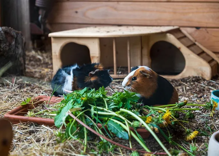 Eifel-apartments - Familienurlaub Mit Tieren & Orsfeld