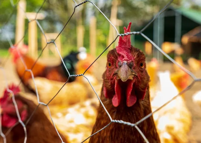 Eifel-apartments - Familienurlaub Mit Tieren & *